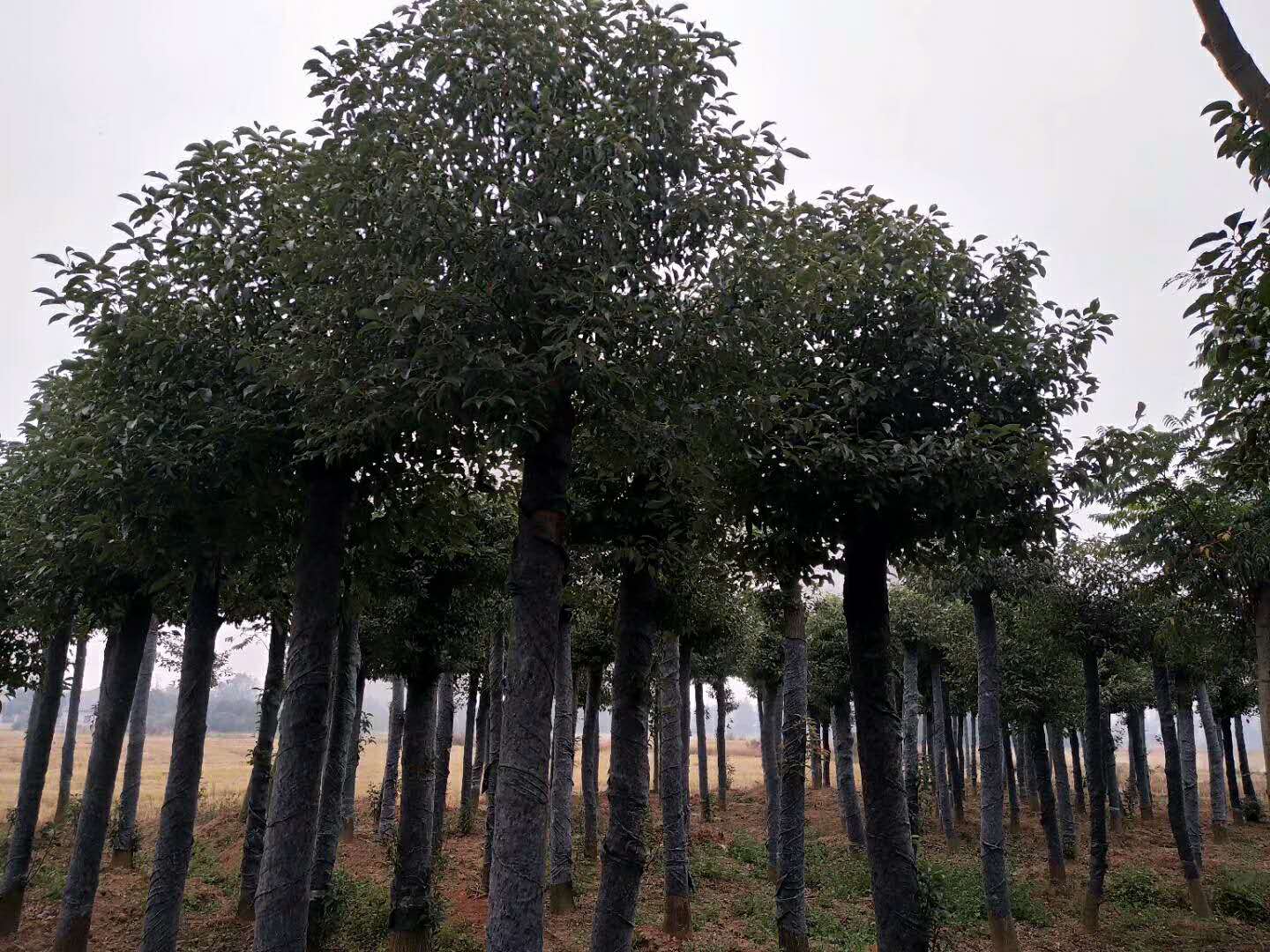 湖南截桿發(fā)冒香樟基地，湖南長沙截桿發(fā)冒香樟，益陽市戰(zhàn)余苗木有限公司/廠家