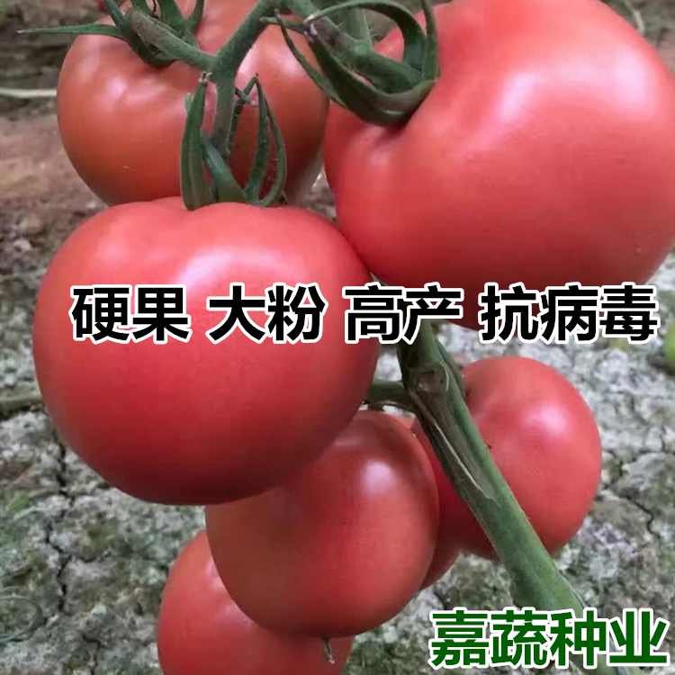 番茄種苗圖片/番茄種苗樣板圖 (1)