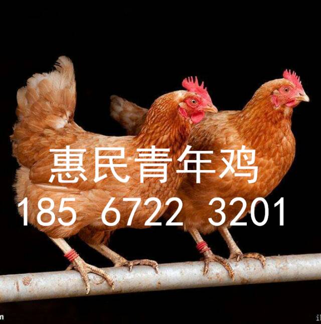 50日齡海蘭灰青年雞報價