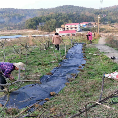 果園用防草布多少錢一平米