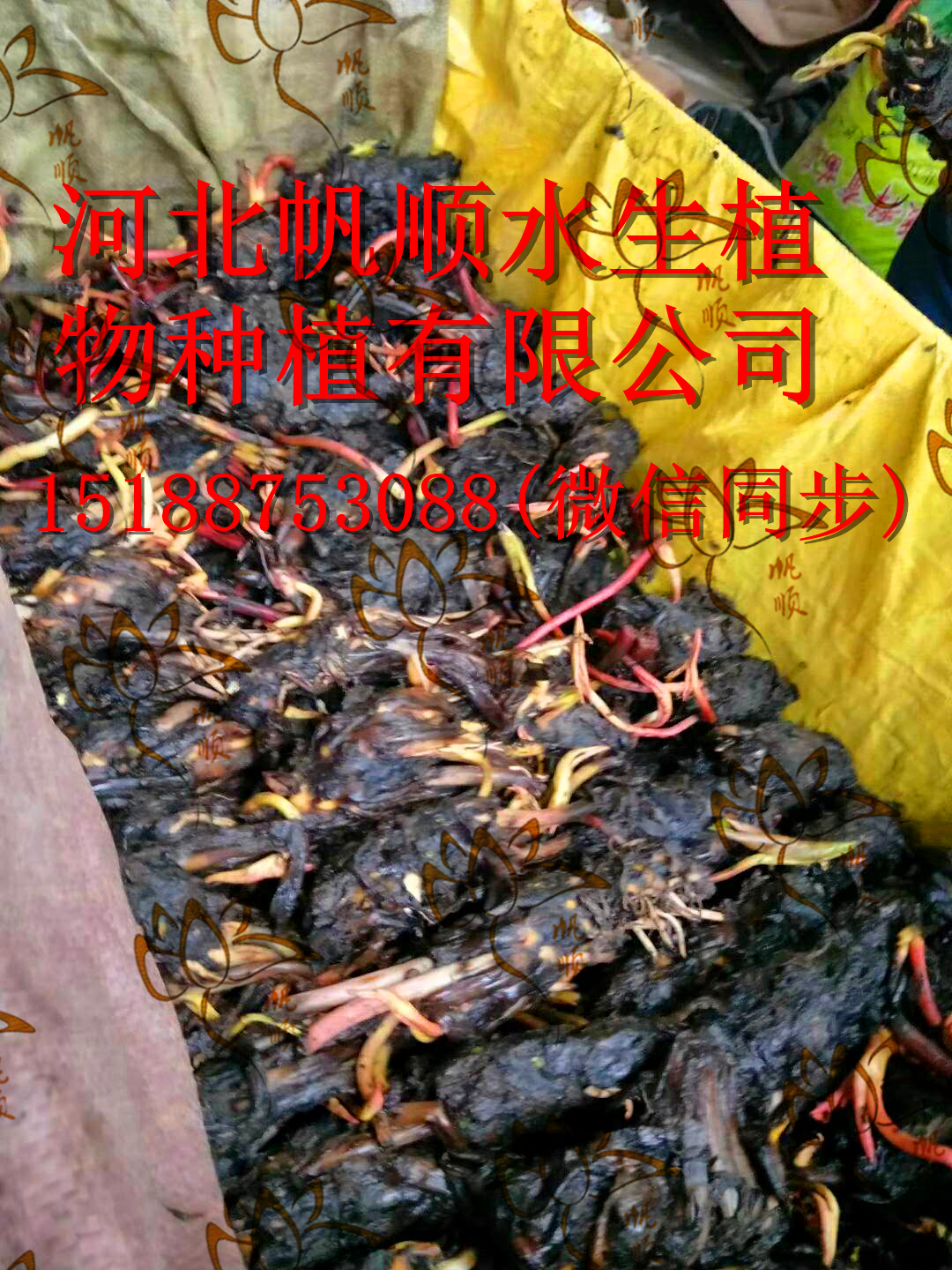 基地种植，自产自销北方耐寒睡莲苗，睡莲苗种类齐全，价格合理，欢迎来选购图片