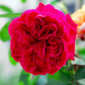菏澤四季常開(kāi)月季花苗*