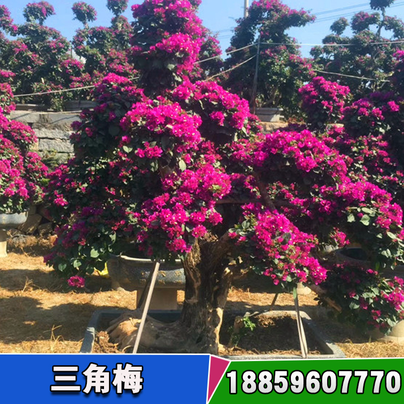 三角梅種苗基地 三角梅栽培與鑒賞 三角梅扦插如何生根快圖片