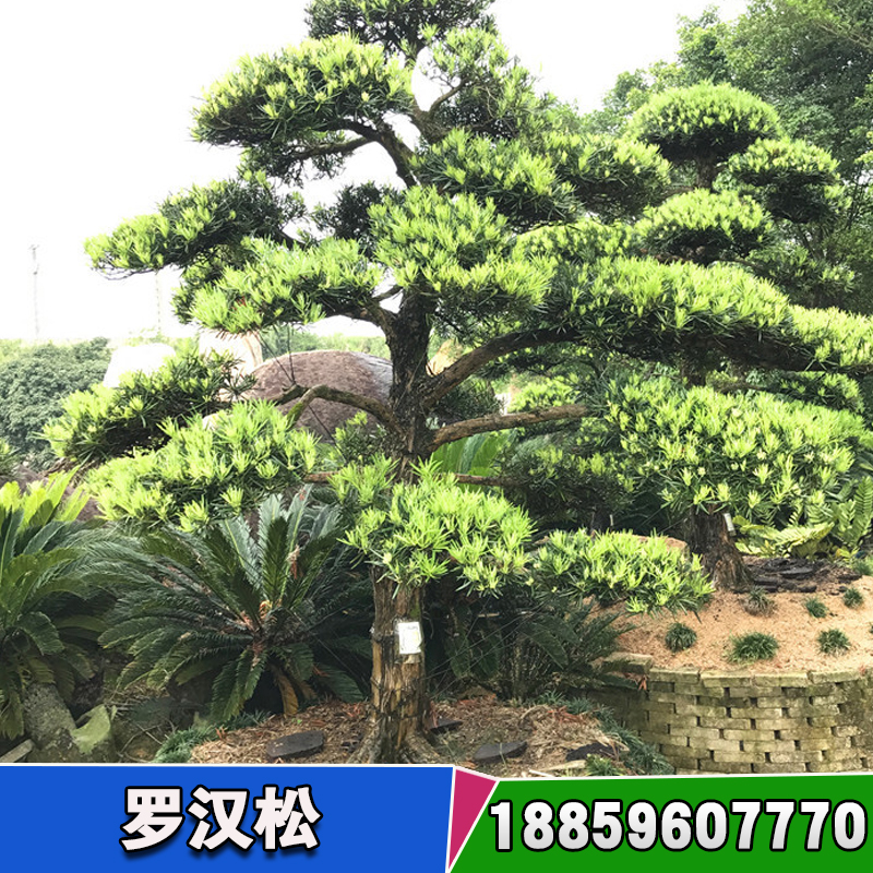 湖南造型羅漢松基地 羅漢松名貴樹種報價 羅漢松苗多少錢一顆圖片