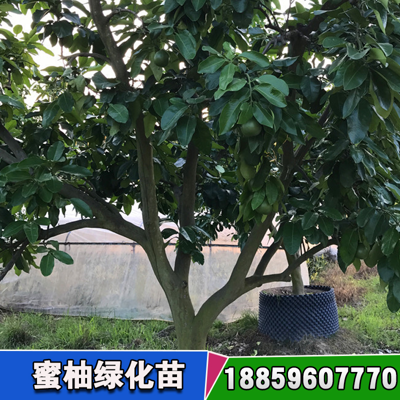 蜜柚綠化苗木圖片/蜜柚綠化苗木樣板圖 (3)