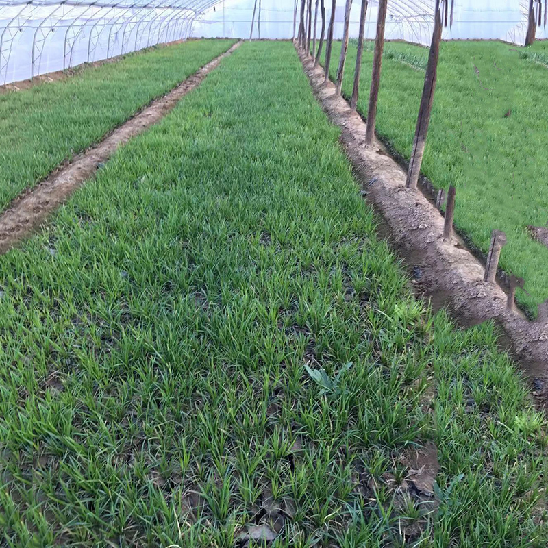 青苔草圖片/青苔草樣板圖 (4)