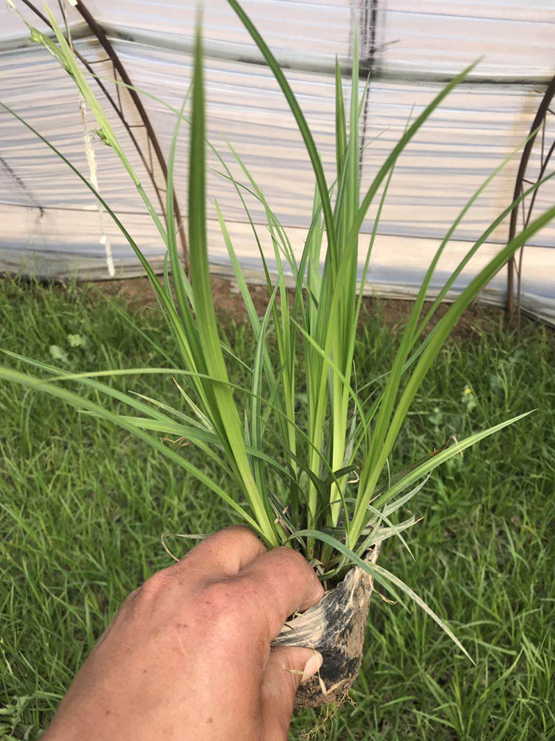 青苔草营养杯 青绿苔草 崂峪苔草 基地直销 多年种植经验 青苔草营养杯价格