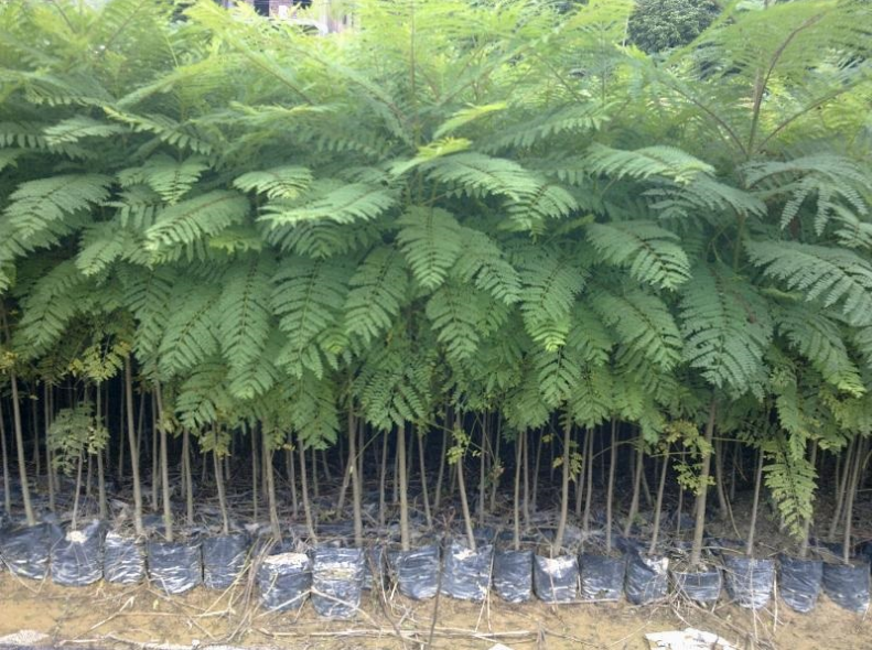 藍花楹圖片