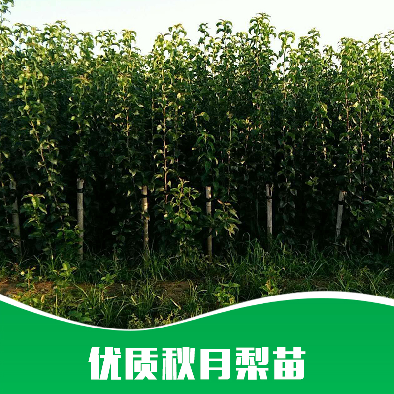 梨苗圖片/梨苗樣板圖 (4)