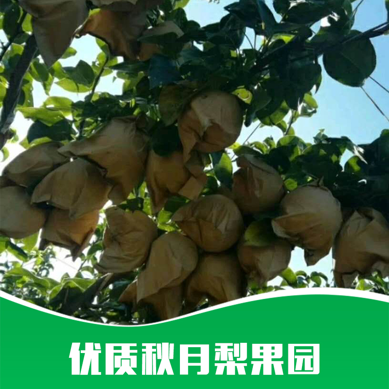 秋月梨果園圖片