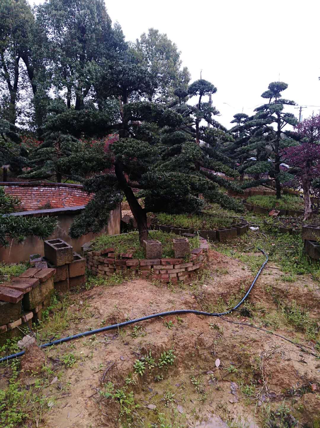羅漢松圖片/羅漢松樣板圖 (4)