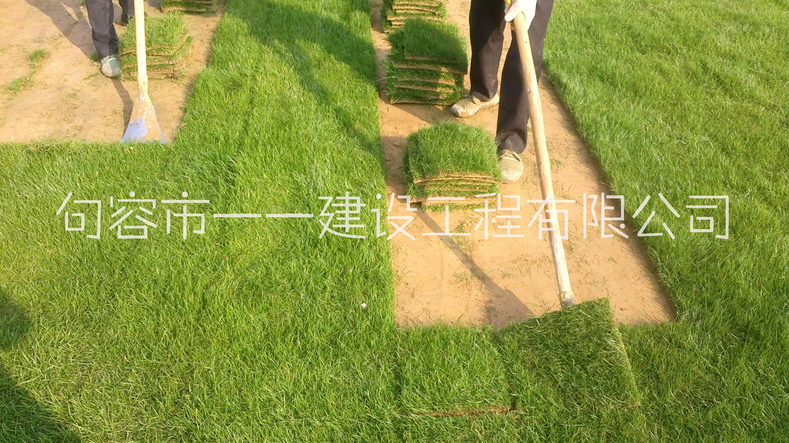 馬尼拉草坪 供應(yīng)馬尼拉草坪價(jià)低質(zhì)優(yōu)歡迎詢價(jià)