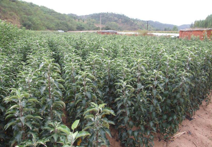 蘋果苗圖片/蘋果苗樣板圖 (3)