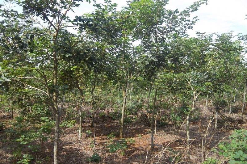 黃花楓玲苗圖片/黃花楓玲苗樣板圖 (3)