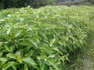 優(yōu)質(zhì)香樟苗價(jià)格圖片/優(yōu)質(zhì)香樟苗價(jià)格樣板圖 (4)