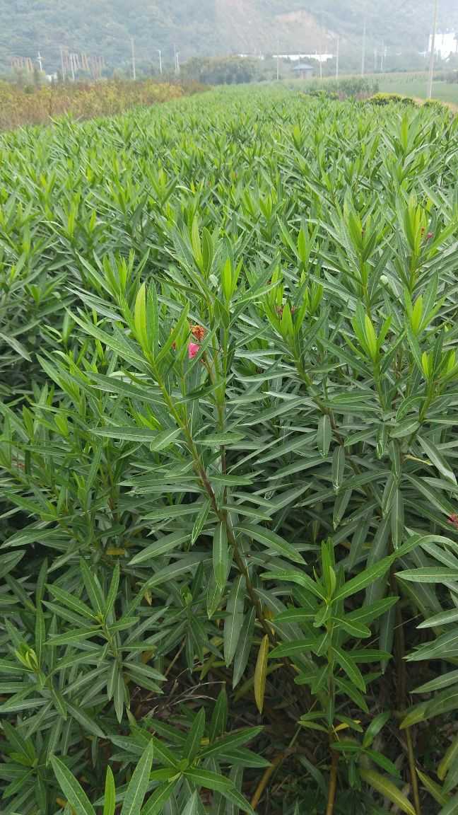 紅花夾竹桃圖片/紅花夾竹桃樣板圖 (4)