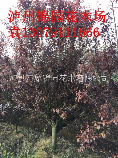 紅葉李圖片/紅葉李樣板圖 (3)
