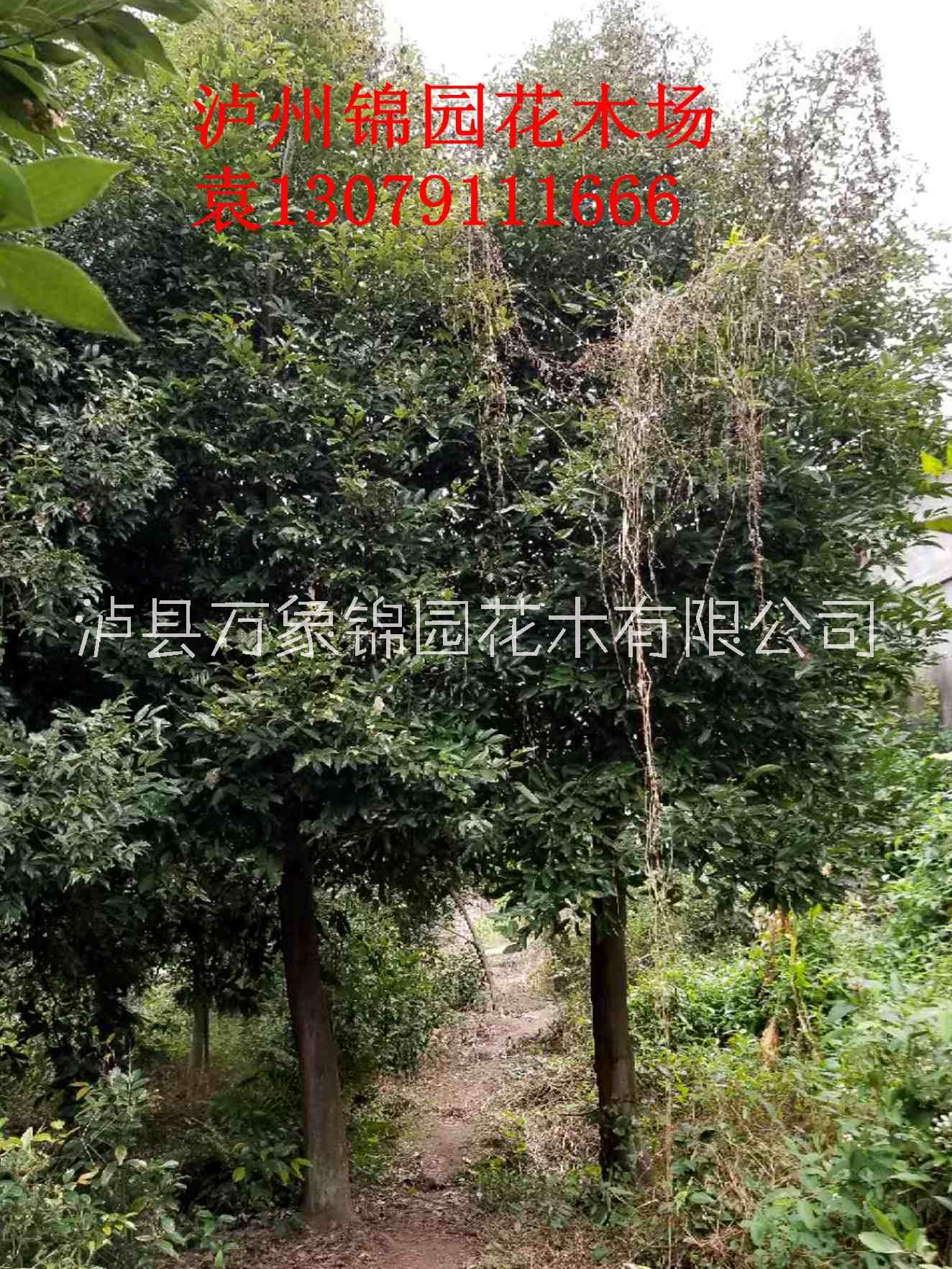 天竺桂圖片/天竺桂樣板圖 (2)