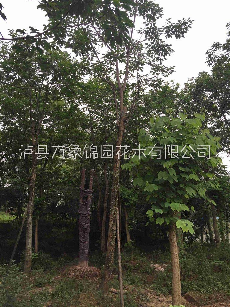 四川重陽(yáng)木圖片/四川重陽(yáng)木樣板圖 (4)