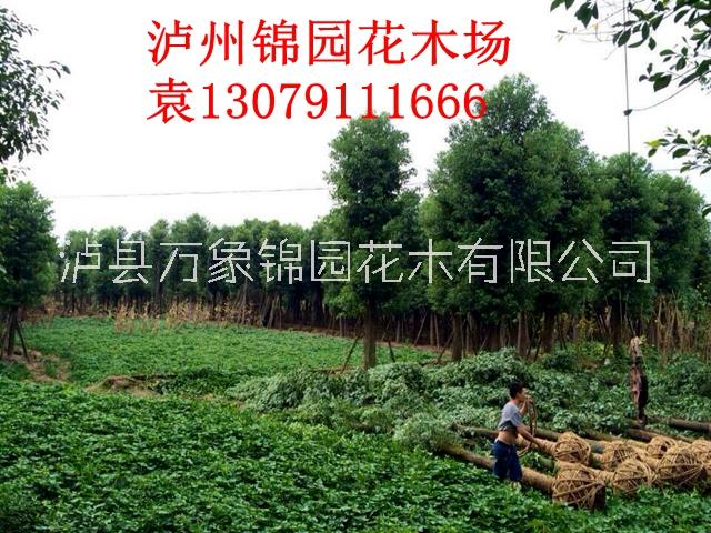 香樟生產(chǎn)基地供應(yīng) 香樟價(jià)格實(shí)惠 四川香樟