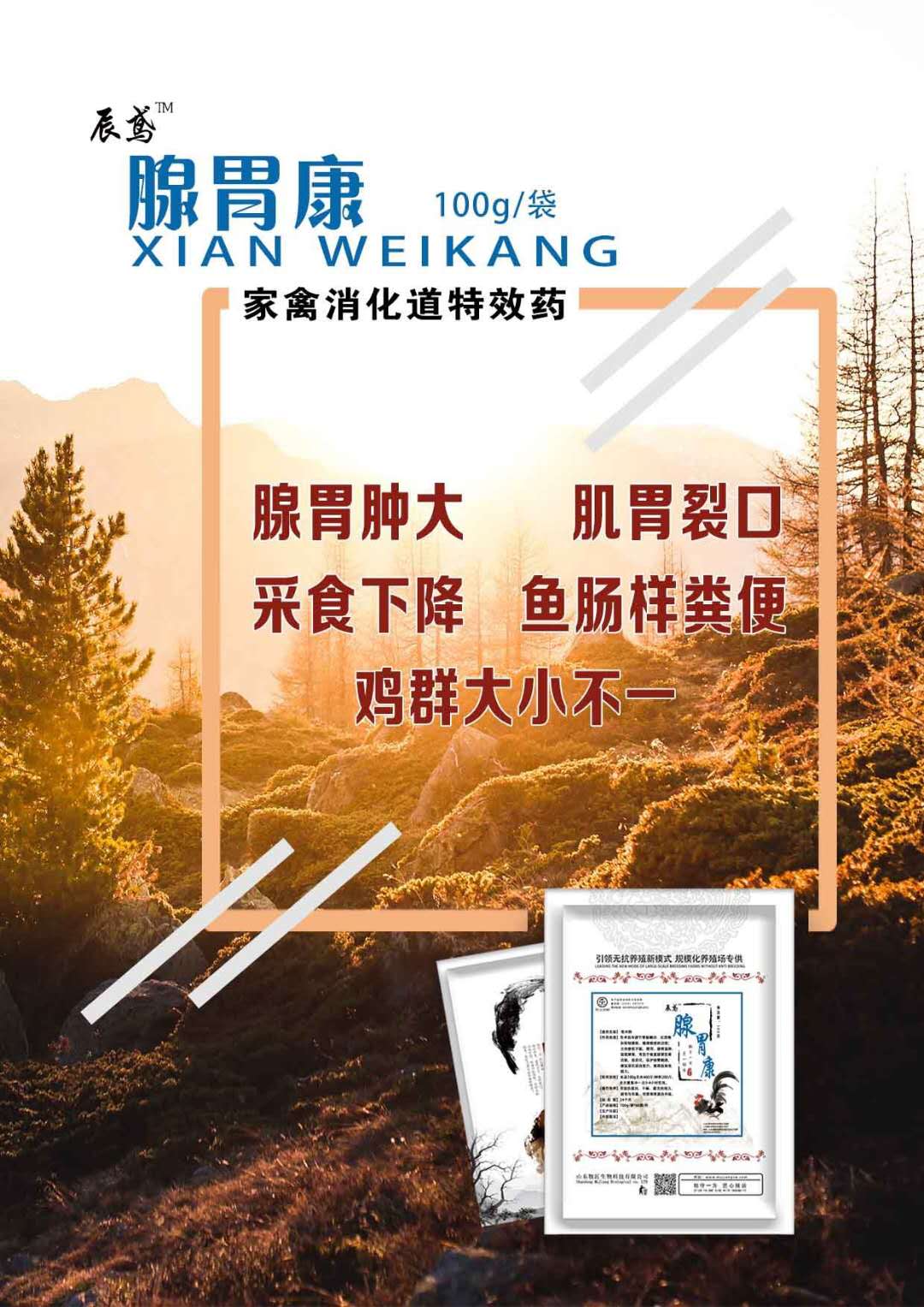 雞腺胃炎圖片/雞腺胃炎樣板圖 (1)