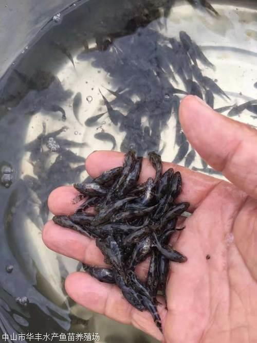 中山筍殼魚苗圖片/中山筍殼魚苗樣板圖 (1)