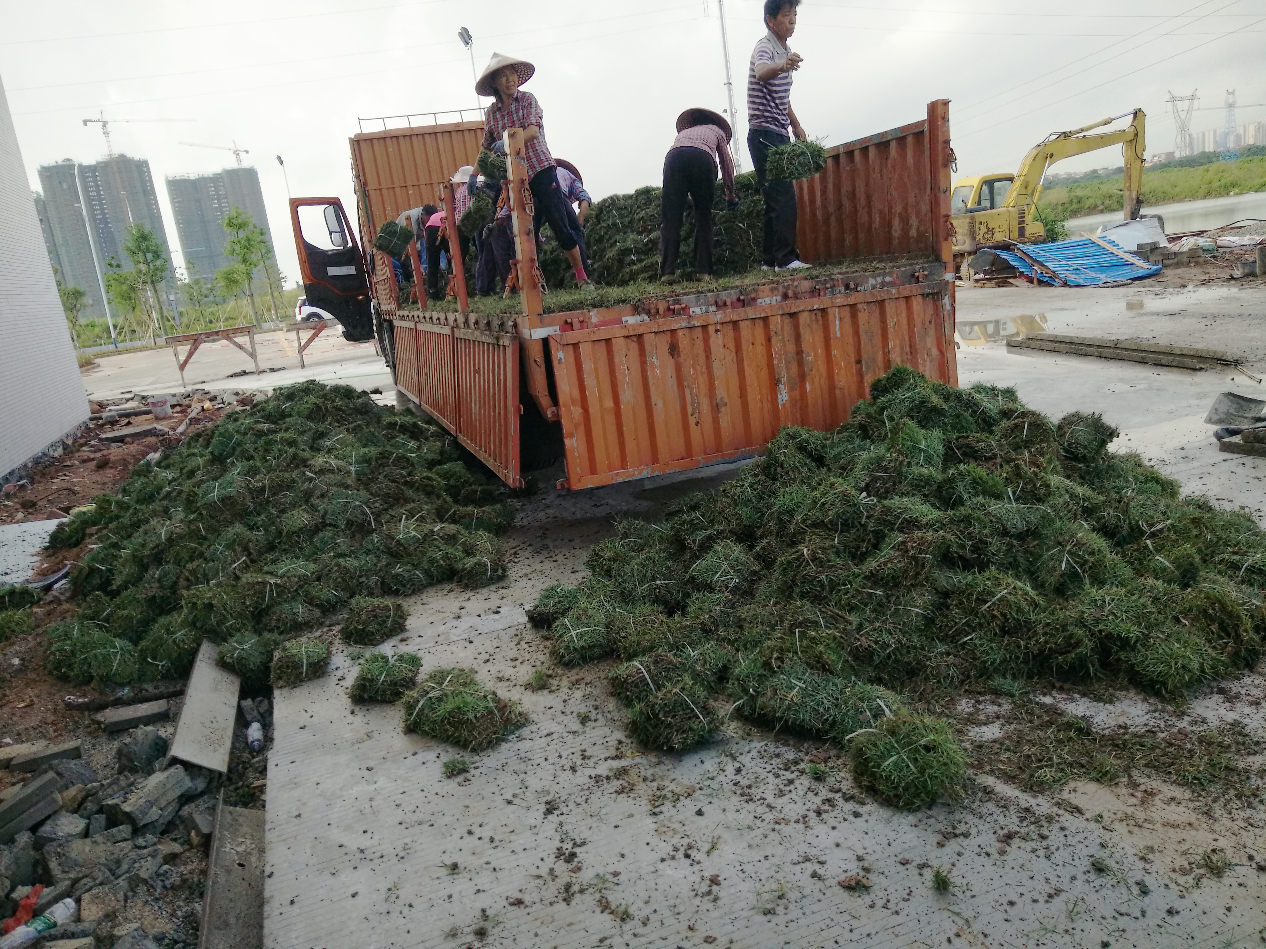 蘭引三號(hào)草圖片/蘭引三號(hào)草樣板圖 (3)