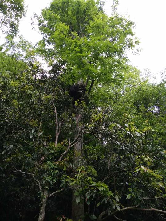 貴州青圖片/貴州青樣板圖 (4)