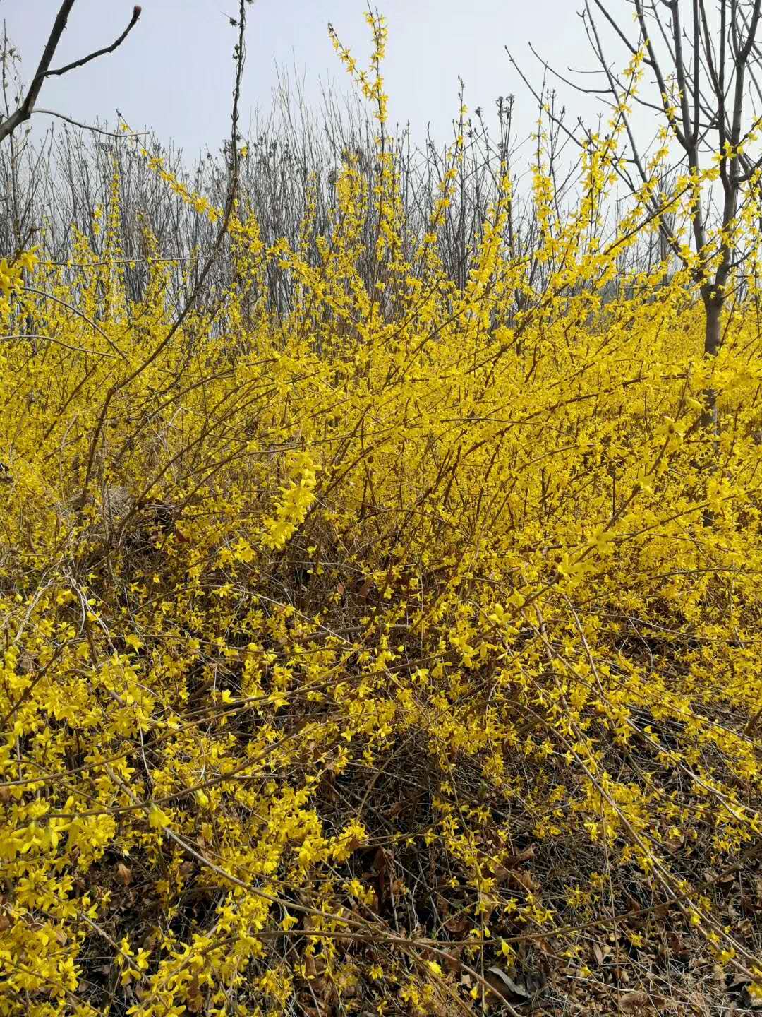 連翹圖片/連翹樣板圖 (2)