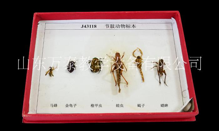 教學(xué)儀器圖片/教學(xué)儀器樣板圖 (1)