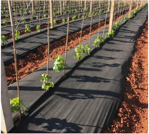 防草布是什么布？ 除草布 地布