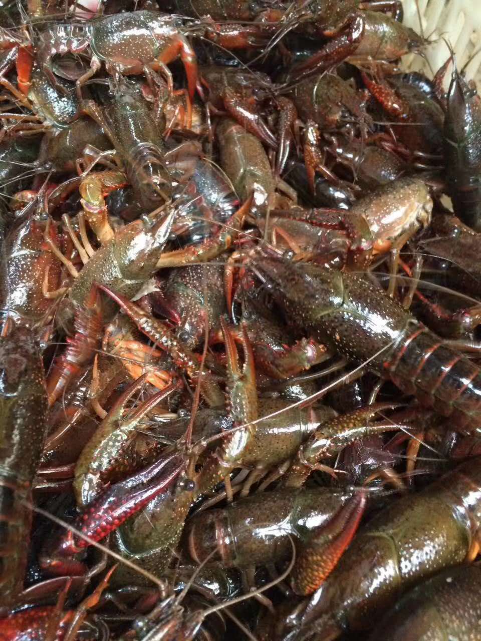 小龍蝦圖片/小龍蝦樣板圖 (4)