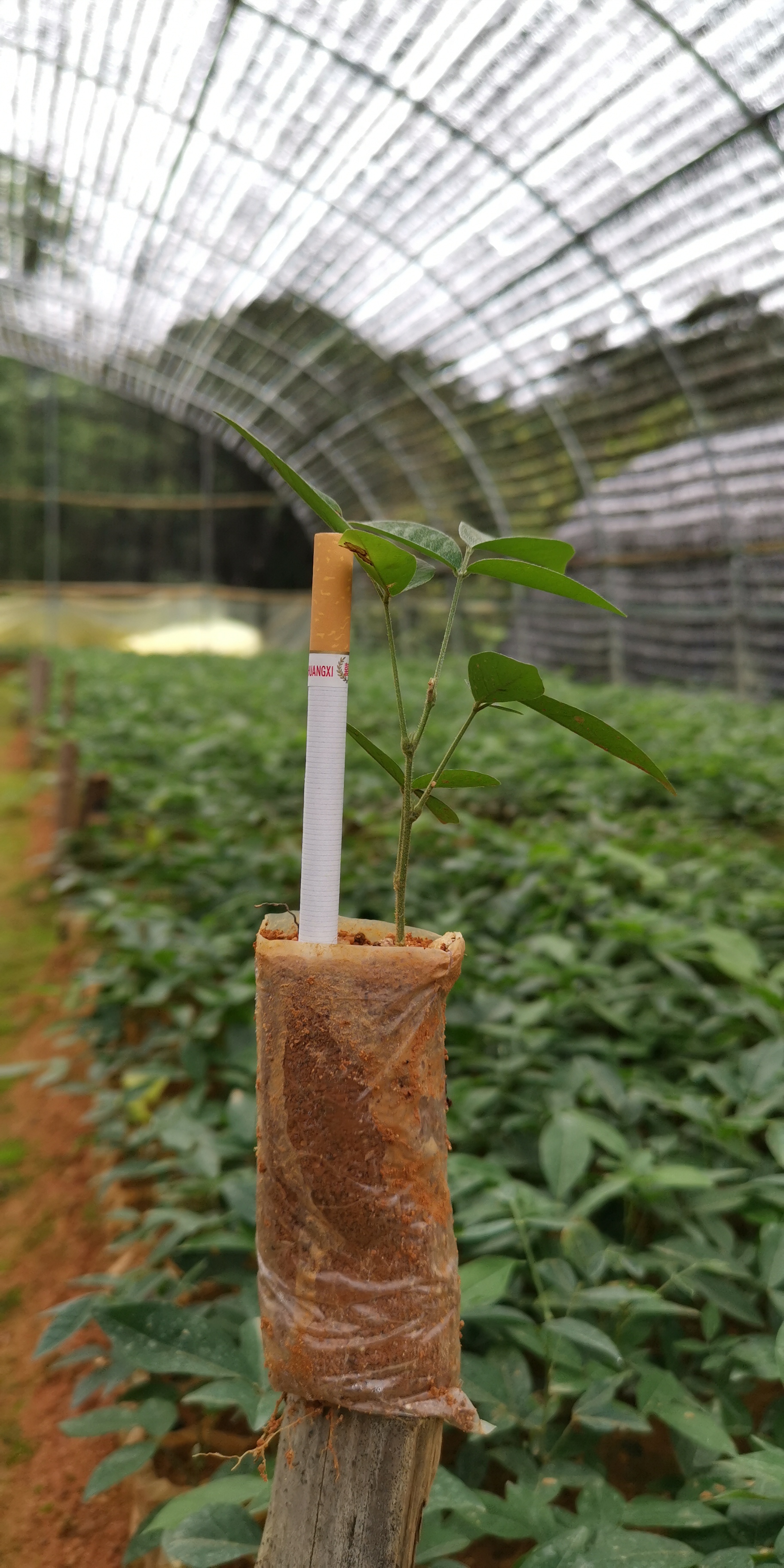 牛大力種苗圖片/牛大力種苗樣板圖 (1)