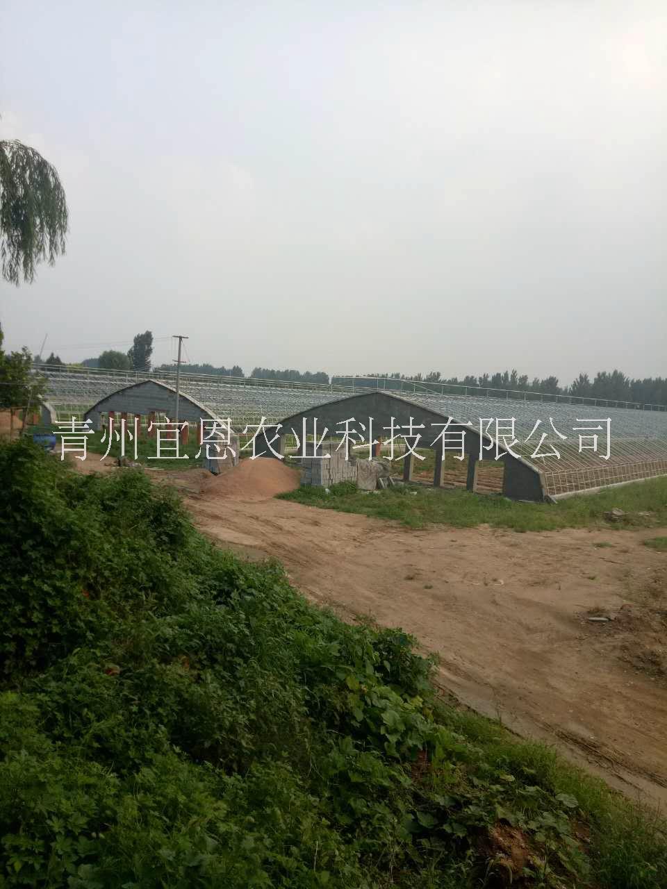 供應(yīng)日光溫室、高溫大棚圖片