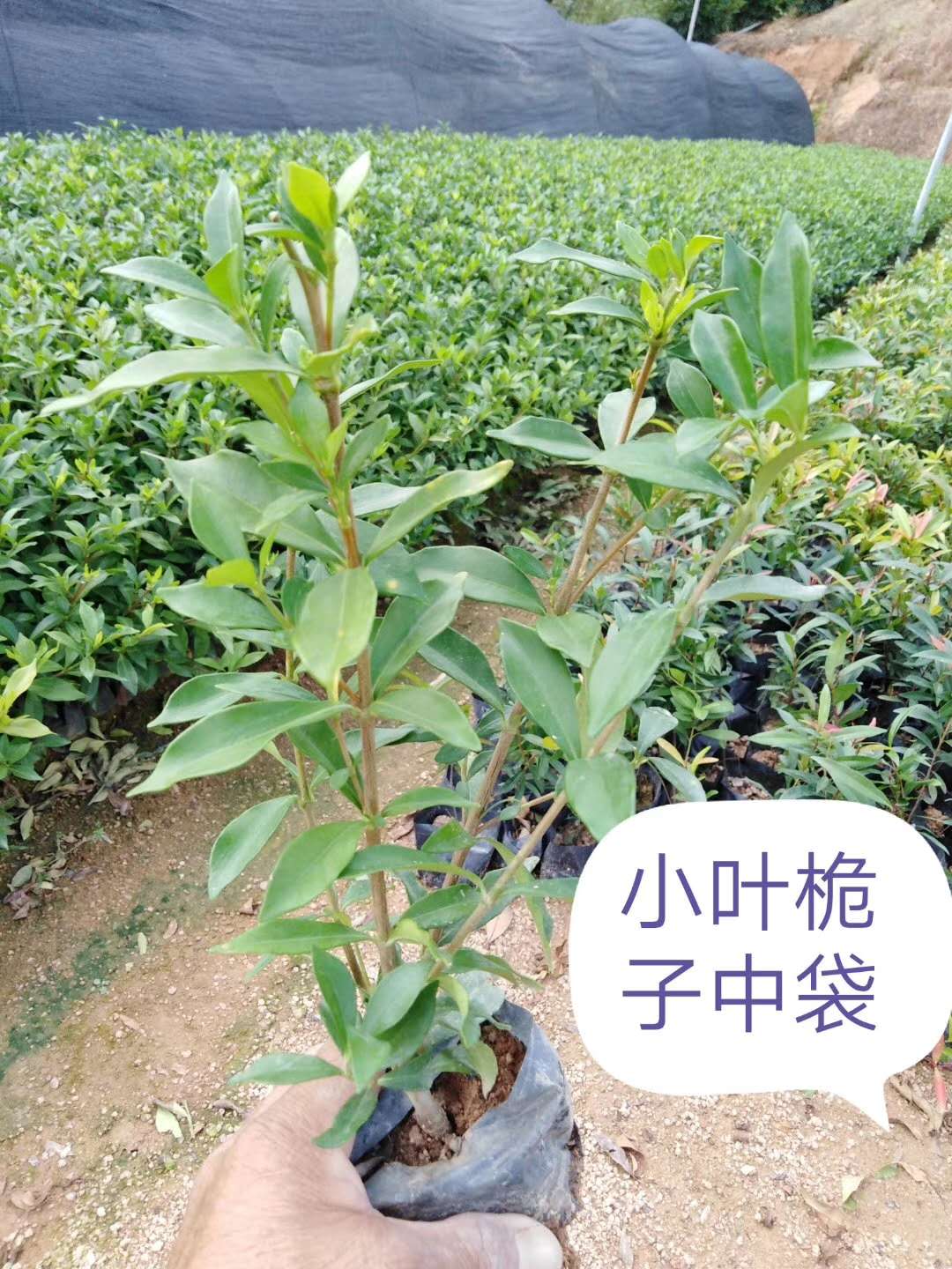 優(yōu)質(zhì)小葉梔子中袋種植技術(shù)-批發(fā)-廠家 小葉梔子中袋