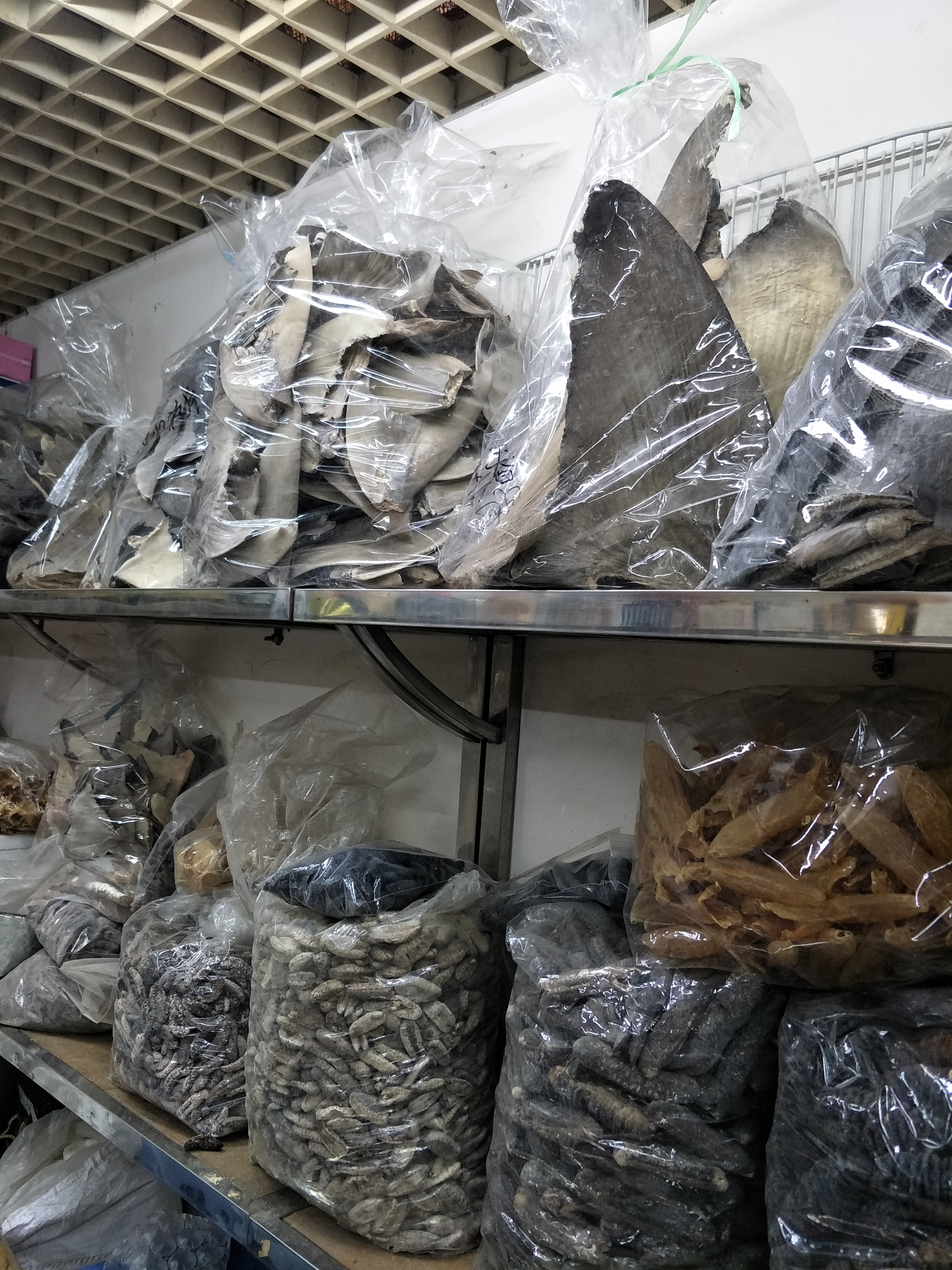 海參進(jìn)口運(yùn)輸及清關(guān) 海參進(jìn)口清關(guān) 海參一般貿(mào)易進(jìn)口  海參香港進(jìn)口