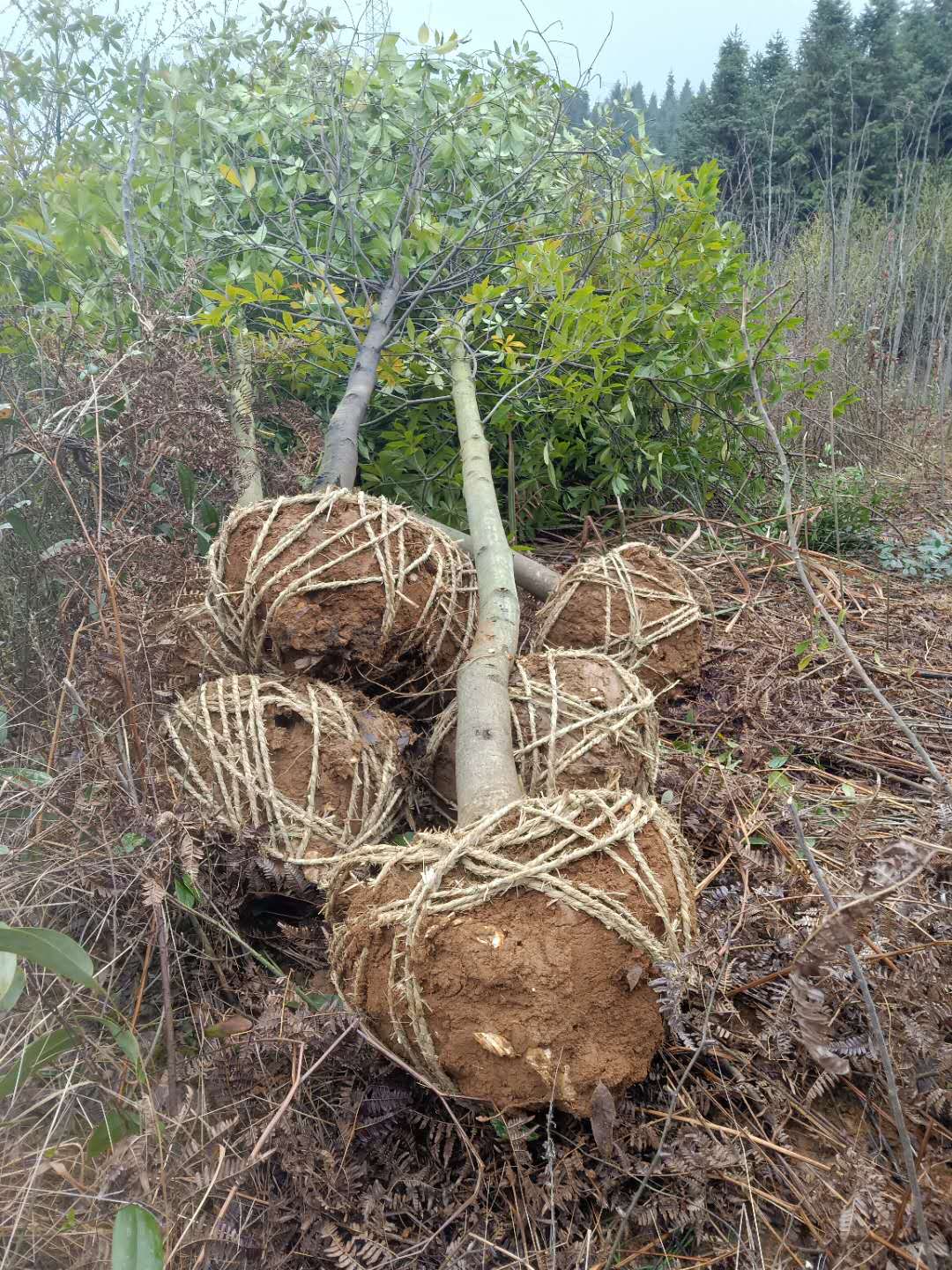 江西九江杜英苗木基地-供应江西杜英-江西杜英价格 九江县金山绿化有限公司图片