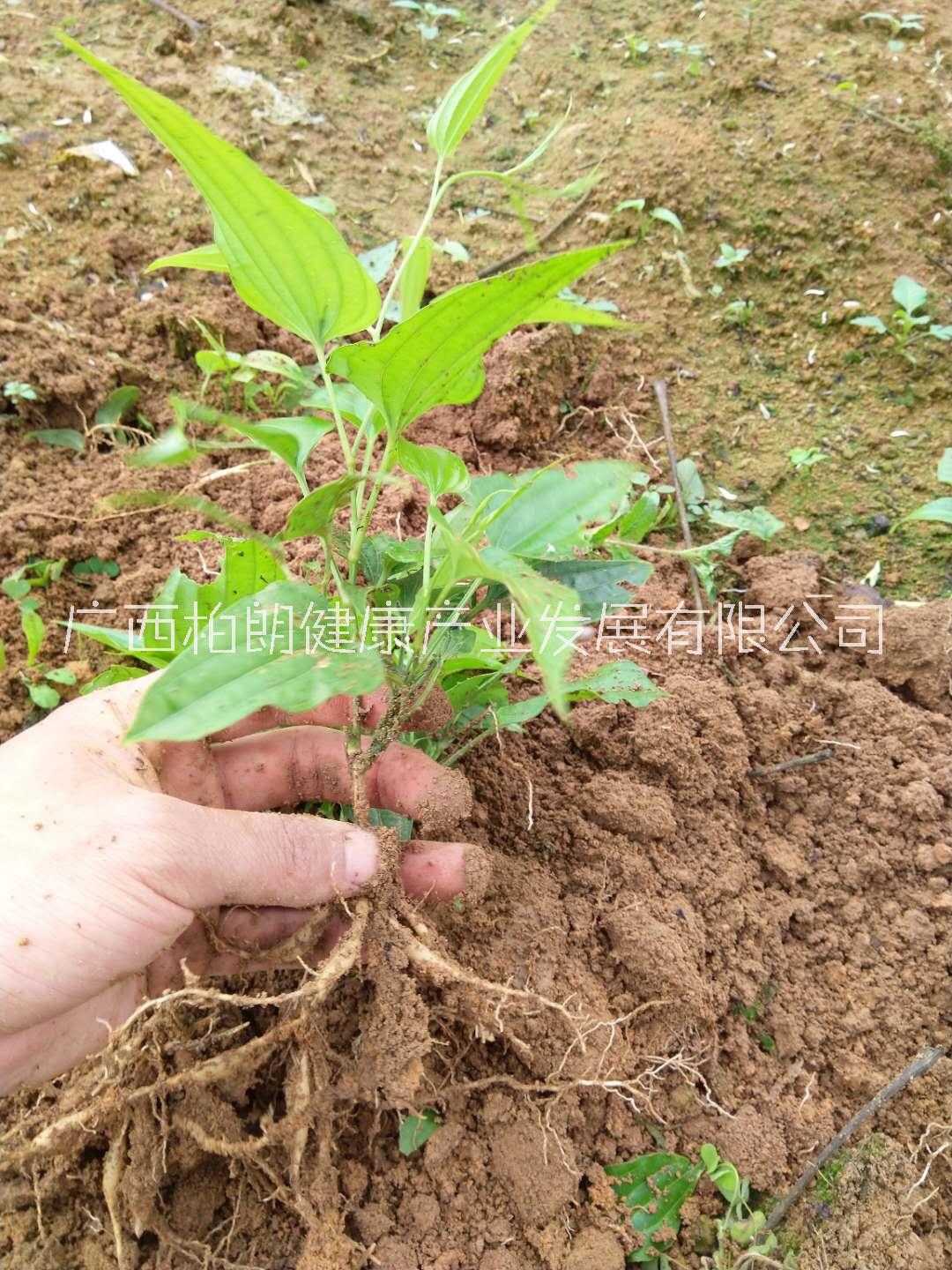 贵港市广西对叶百部种植基地厂家