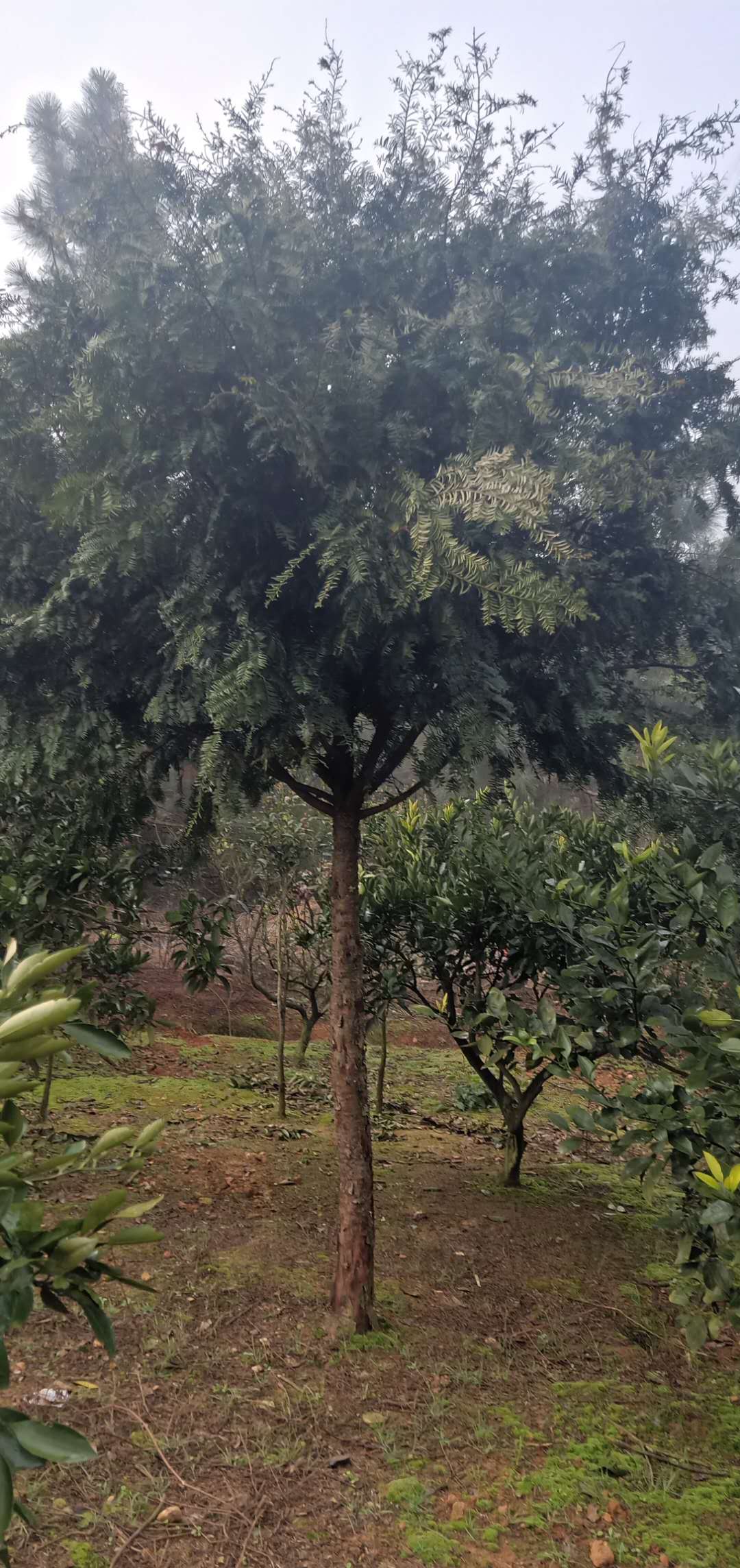 江西红豆杉种植基地，红豆杉树苗批发，优质红豆杉小苗批发，哪里有红豆杉小苗图片