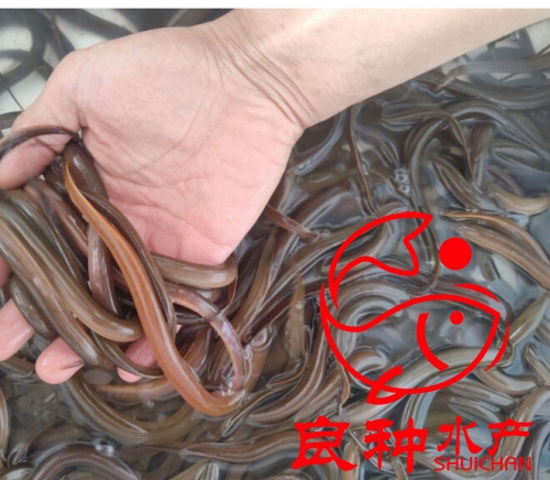鱔魚苗圖片/鱔魚苗樣板圖 (3)