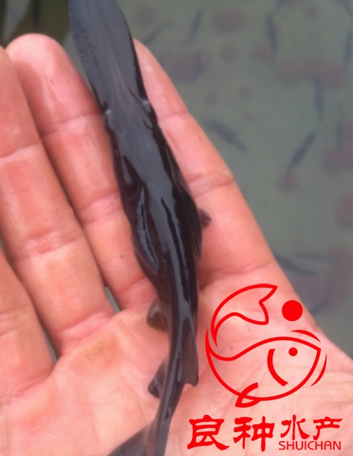 鴨嘴圖片/鴨嘴樣板圖 (3)