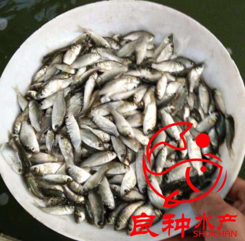 鯽魚苗圖片/鯽魚苗樣板圖 (2)