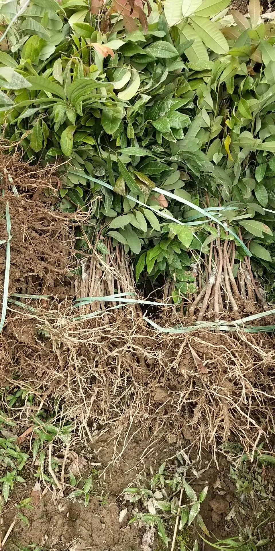 龍眼圖片/龍眼樣板圖 (3)