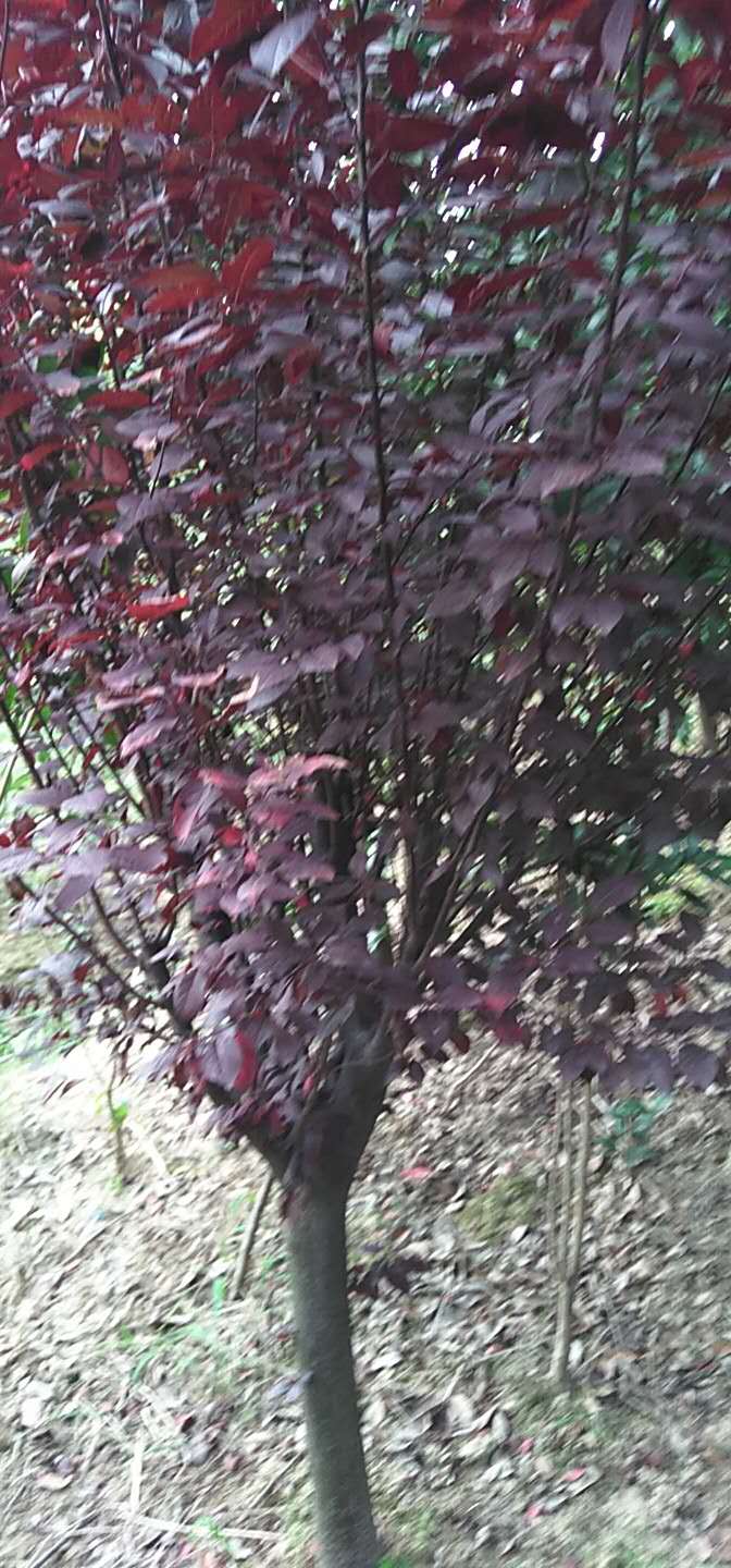 苗種植圖片/苗種植樣板圖 (2)
