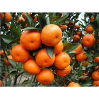 苗種植圖片/苗種植樣板圖 (2)