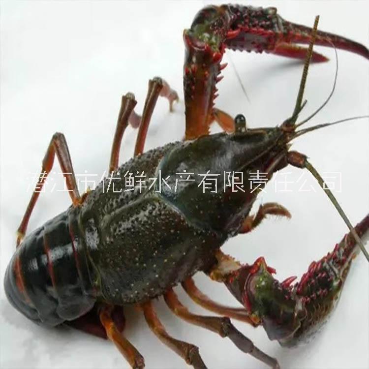 潛江 優(yōu)鮮水產(chǎn)小龍蝦 大量批發(fā)