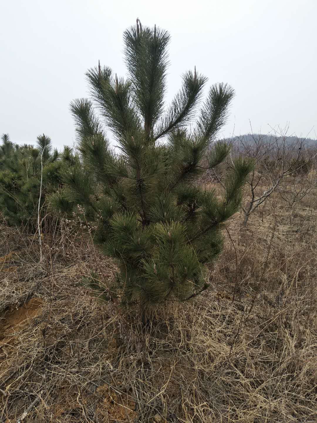 山东黑松,山东黑松供应商,山东黑松批发