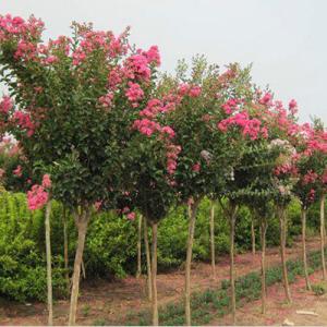 百日紅苗批發(fā)_價格