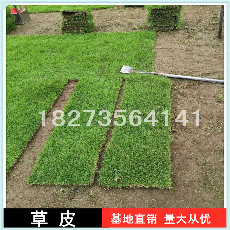 岳陽馬尼拉草皮卷批發(fā)價，岳陽馬尼拉草皮卷報價價格，岳陽馬尼拉草皮卷種植基地