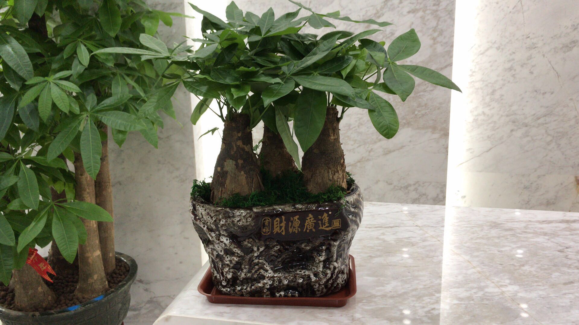 植物租擺圖片/植物租擺樣板圖 (2)